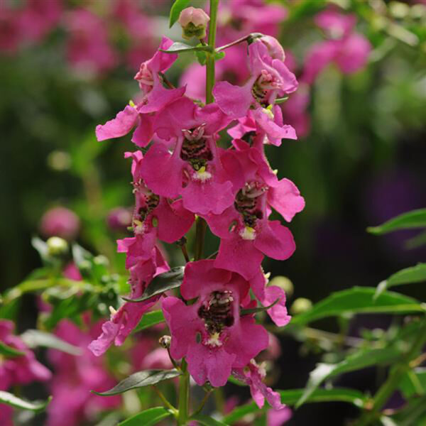 Angelonia Archangel™ Raspberry Improved