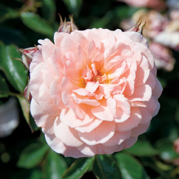 Rosa Apricot Drift® 'Meimirrote'