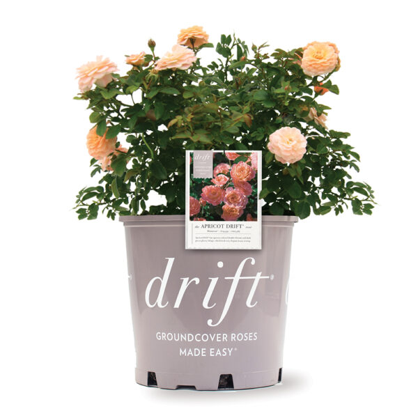 Rosa Apricot Drift® 'Meimirrote'
