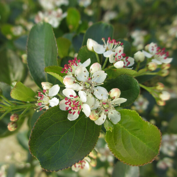 Aronia Low Scape Mound® - Image 3