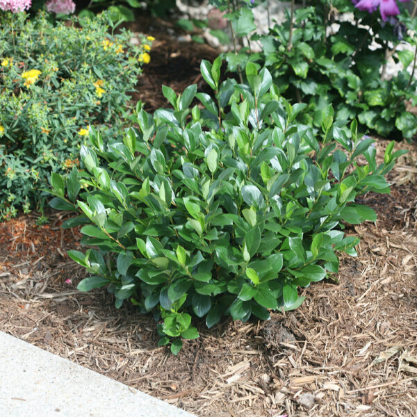Aronia Low Scape Mound® - Image 4