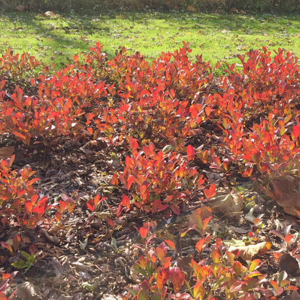 Aronia Low Scape Mound® - Image 5