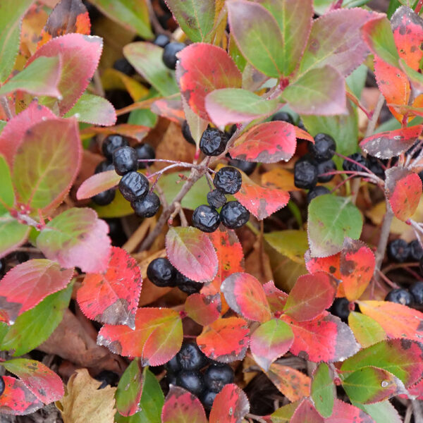 Aronia Low Scape Mound® - Image 6