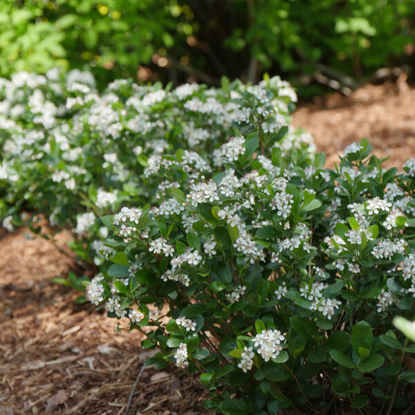 Aronia Low Scape Mound® - Image 7