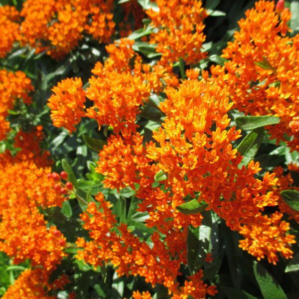 Asclepias tuberosa