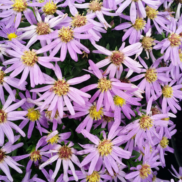 Aster Kickin® Purple