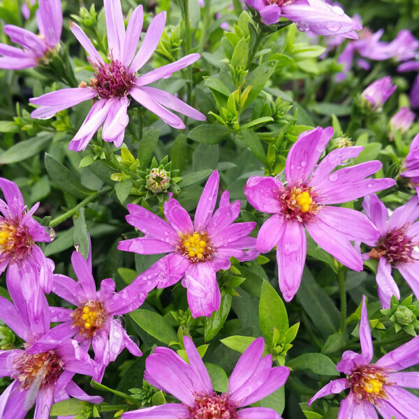 Aster 'Woods Purple'