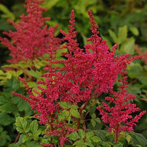 Astilbe Younique™ Carmine