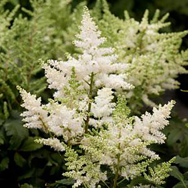 Astilbe Younique™ White
