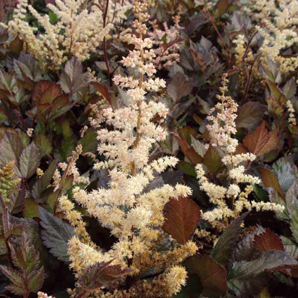 Astilbe chin. 'Spotlight'