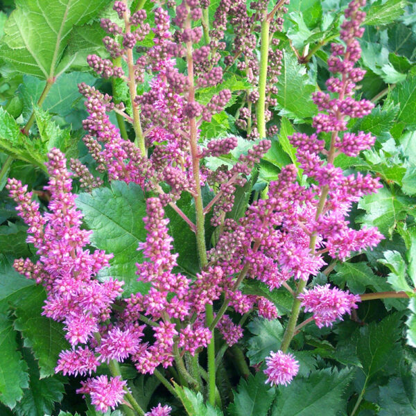 Astilbe chin. 'Visions'