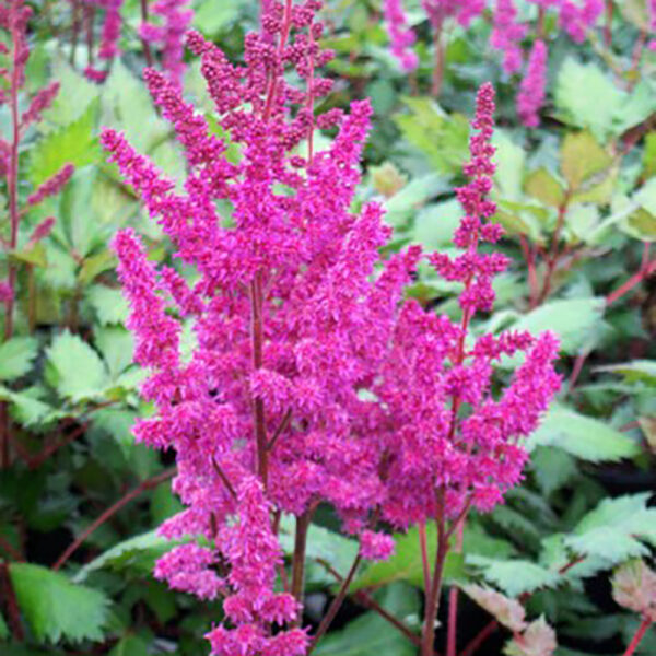Astilbe chin. 'Visions in Red'