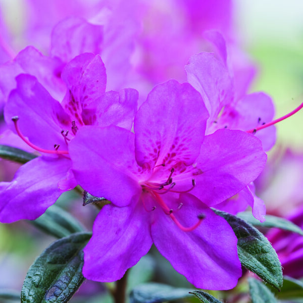 Azalea Autumn Amethyst® - Image 3