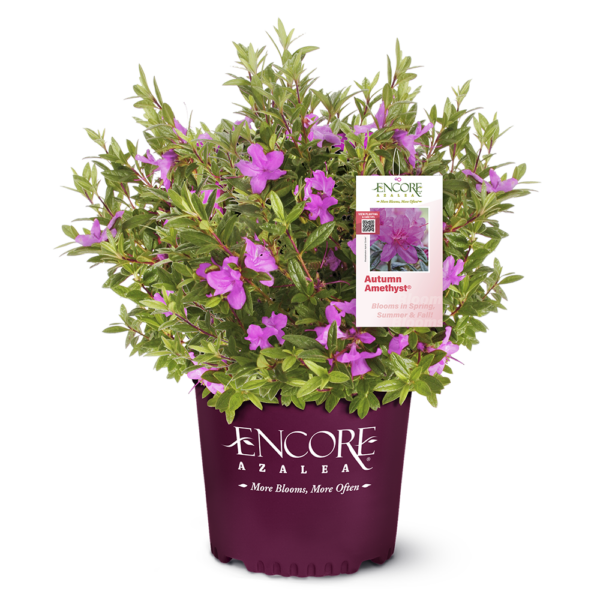 Azalea Autumn Amethyst® - Image 5