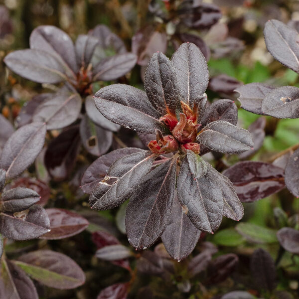 Azalea Autumn Amethyst® - Image 4