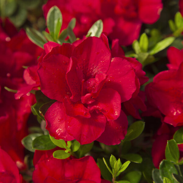 Azalea Autumn Bonfire® - Image 7