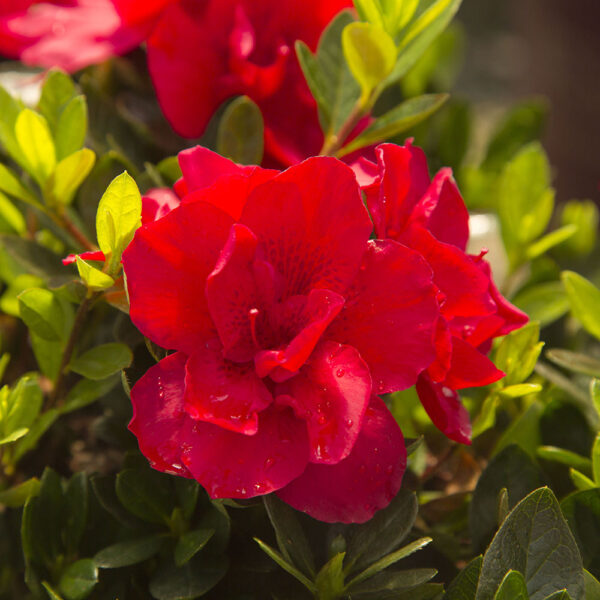 Azalea Autumn Bonfire® - Image 9