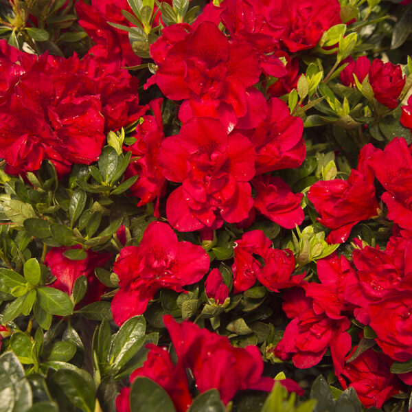 Azalea Autumn Bonfire® - Image 10