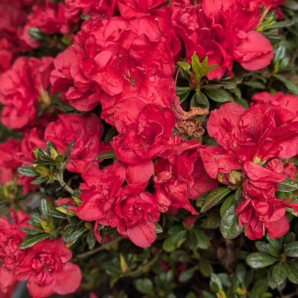 Azalea Autumn Bonfire® - Image 11