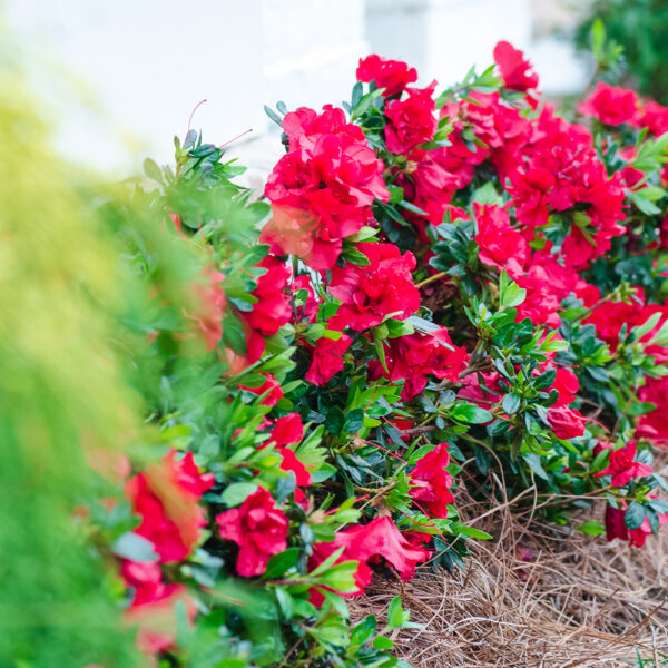 Azalea Autumn Bonfire® - Image 3