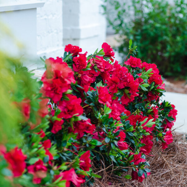 Azalea Autumn Bonfire® - Image 4