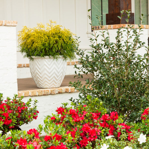 Azalea Autumn Bonfire® - Image 5