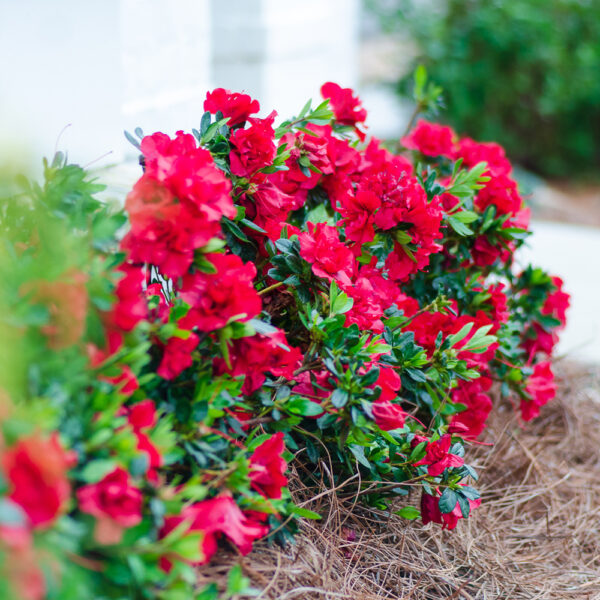 Azalea Autumn Bonfire® - Image 6