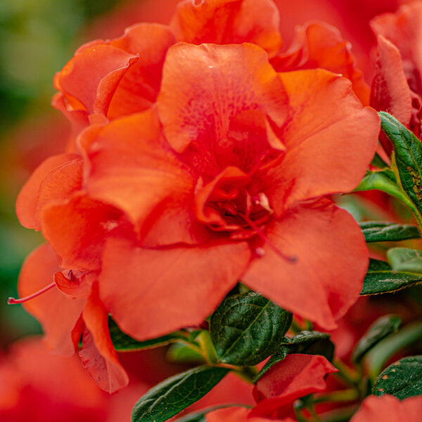 Azalea Autumn Embers® - Image 5