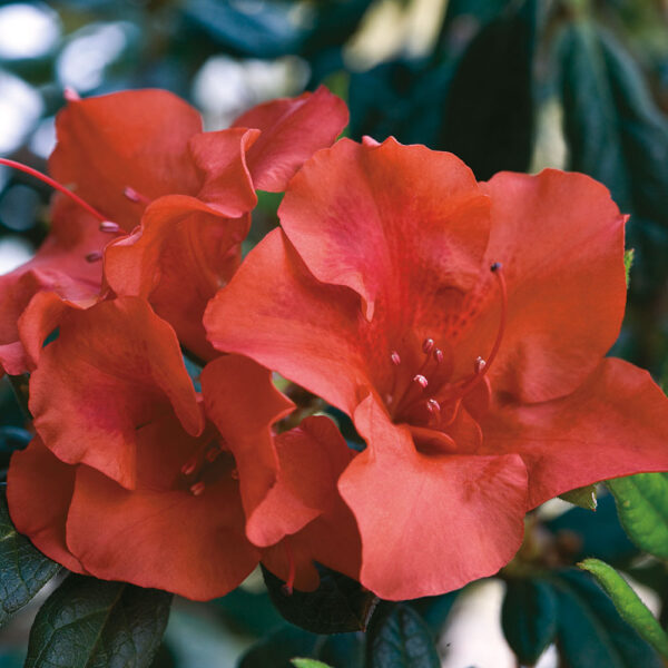 Azalea Autumn Embers® - Image 6