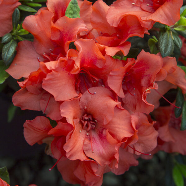 Azalea Autumn Embers® - Image 7