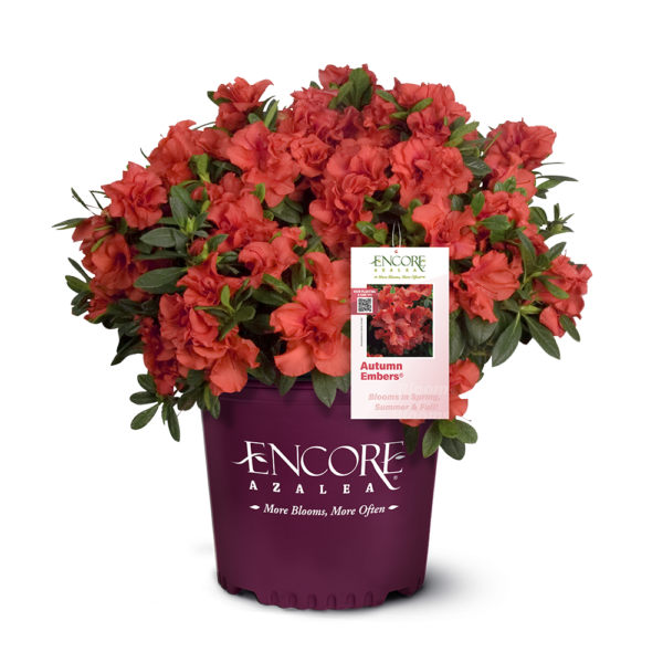 Azalea Autumn Embers® - Image 3