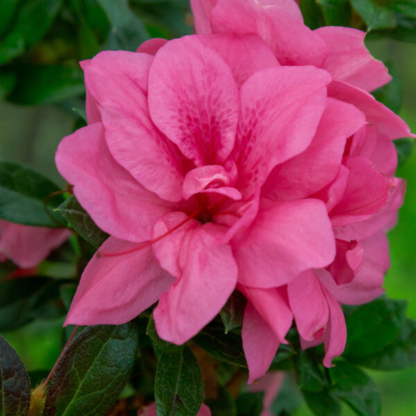 Azalea Autumn Empress™ - Image 4