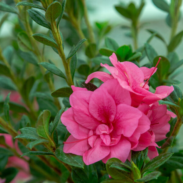 Azalea Autumn Empress™ - Image 5
