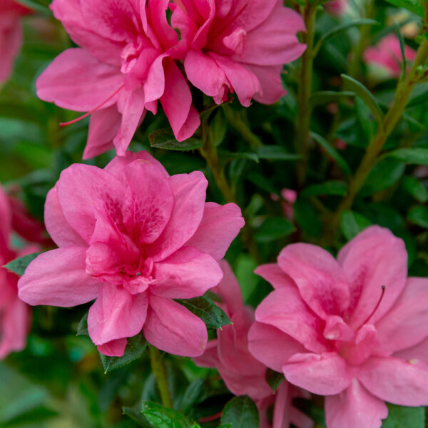 Azalea Autumn Empress™ - Image 6