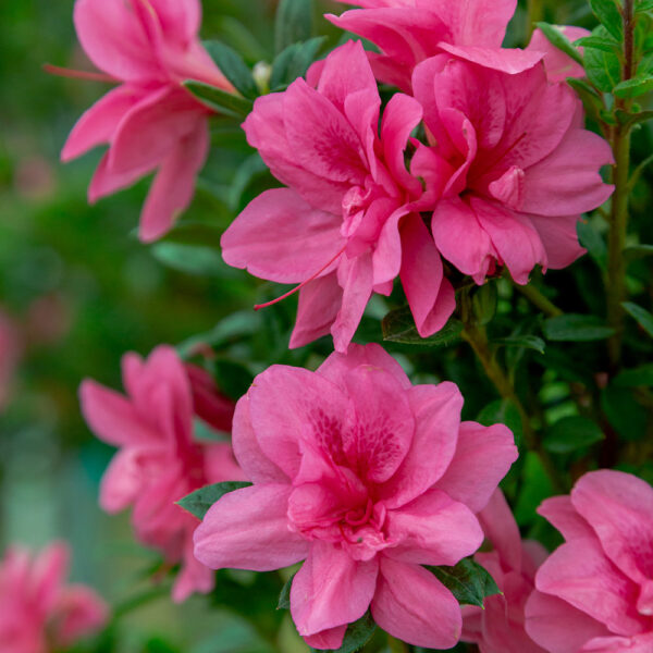 Azalea Autumn Empress™ - Image 7