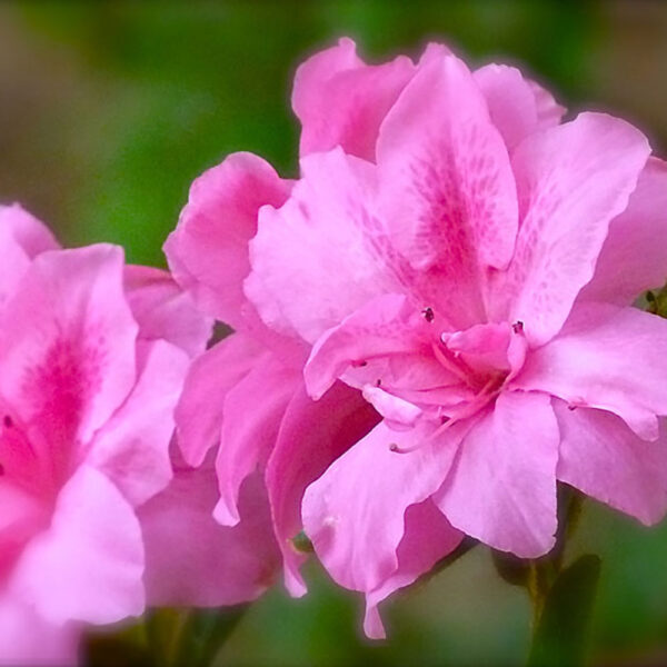 Azalea Autumn Empress™