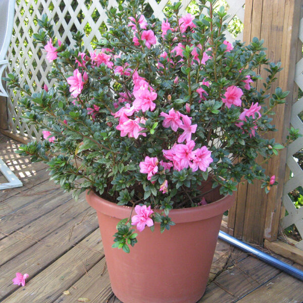 Azalea Autumn Empress™