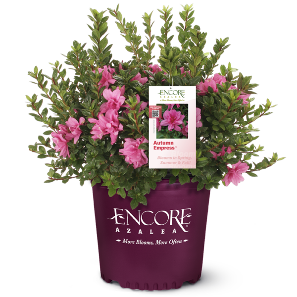 Azalea Autumn Empress™ - Image 3