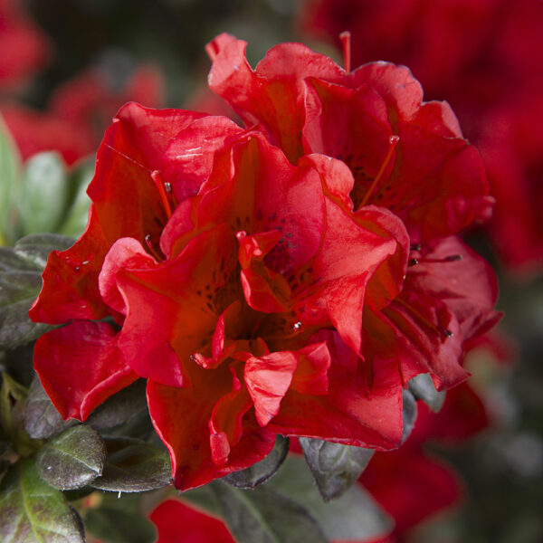 Azalea Autumn Fire® - Image 4