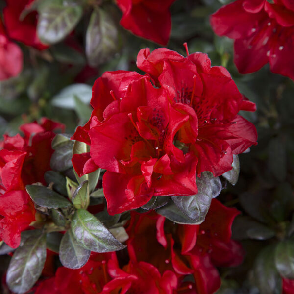 Azalea Autumn Fire® - Image 5