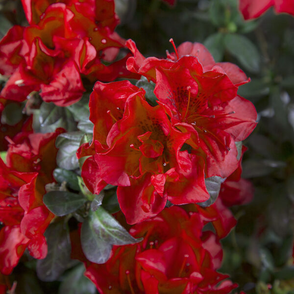 Azalea Autumn Fire® - Image 6