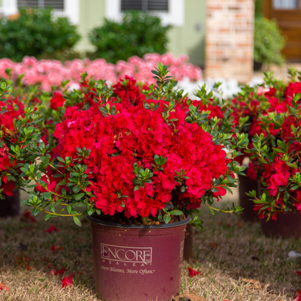 Azalea Autumn Fire® - Image 3