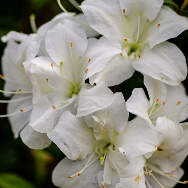 Azalea Autumn Moonlight® - Image 4