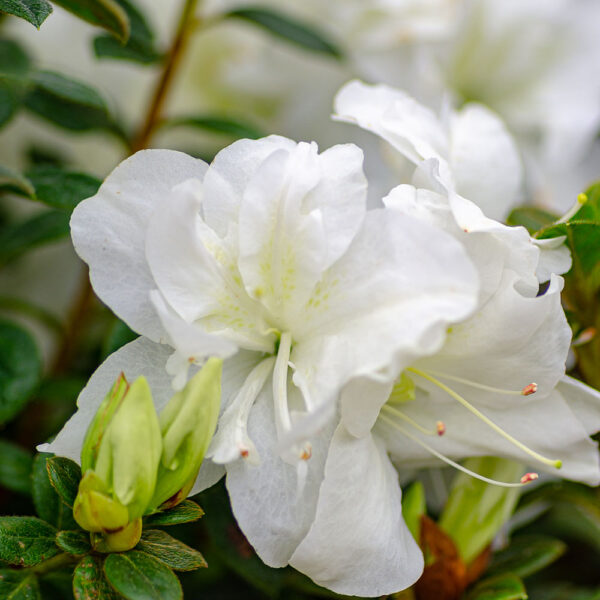 Azalea Autumn Moonlight® - Image 3