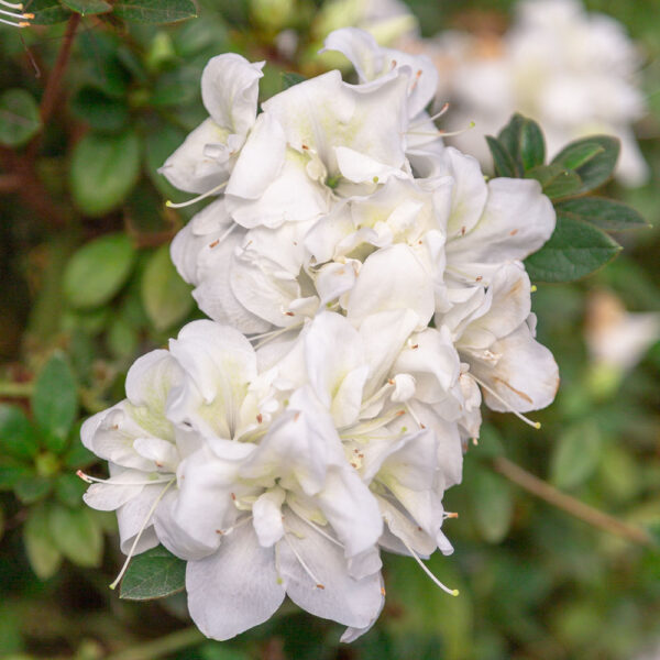 Azalea Autumn Moonlight®