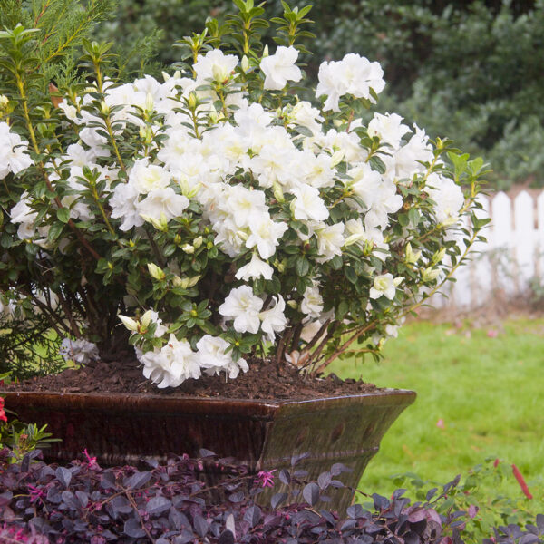 Azalea Autumn Moonlight® - Image 6