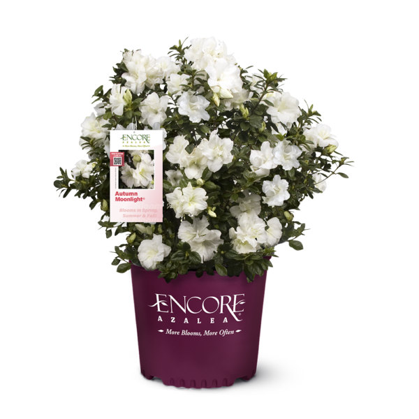 Azalea Autumn Moonlight® - Image 5