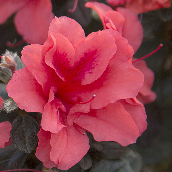 Azalea Autumn Princess®