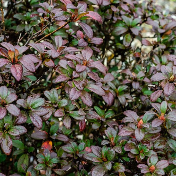 Azalea Autumn Princess® - Image 3