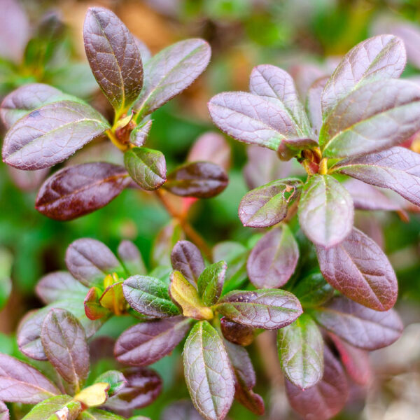 Azalea Autumn Princess® - Image 4